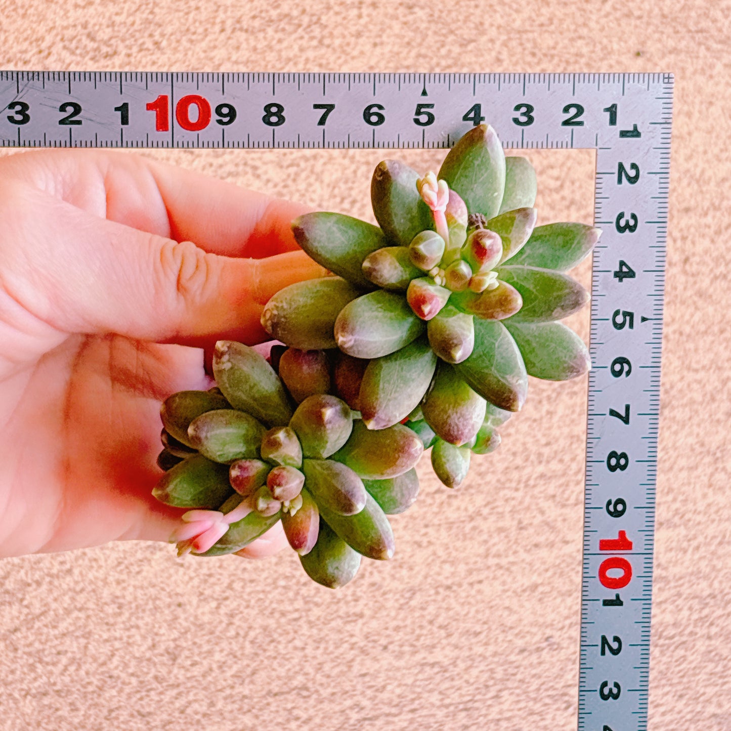 千代田の松　A品　カット苗