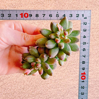 千代田の松　A品　カット苗