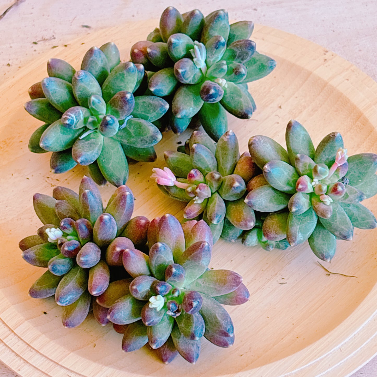 千代田の松　A品　カット苗