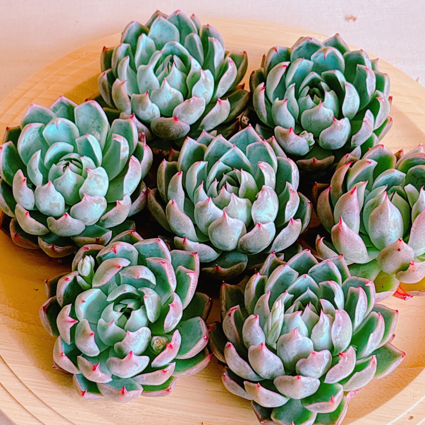 ピンクメモリー　A品　カット苗