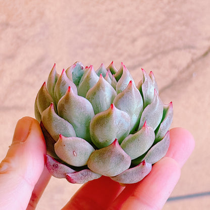 ピンクメモリー　A品　カット苗