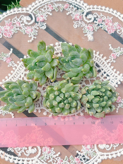 クリスタルビューティー　A品