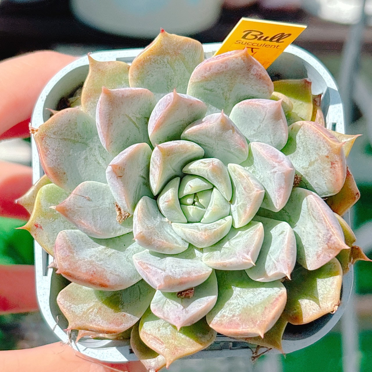 ヒルトップ　特級品　21