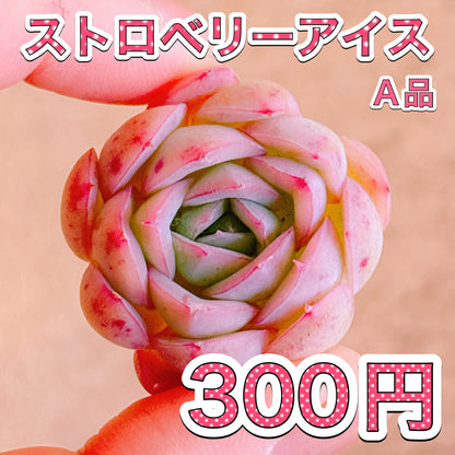 ストロベリーアイス　A品　カット苗