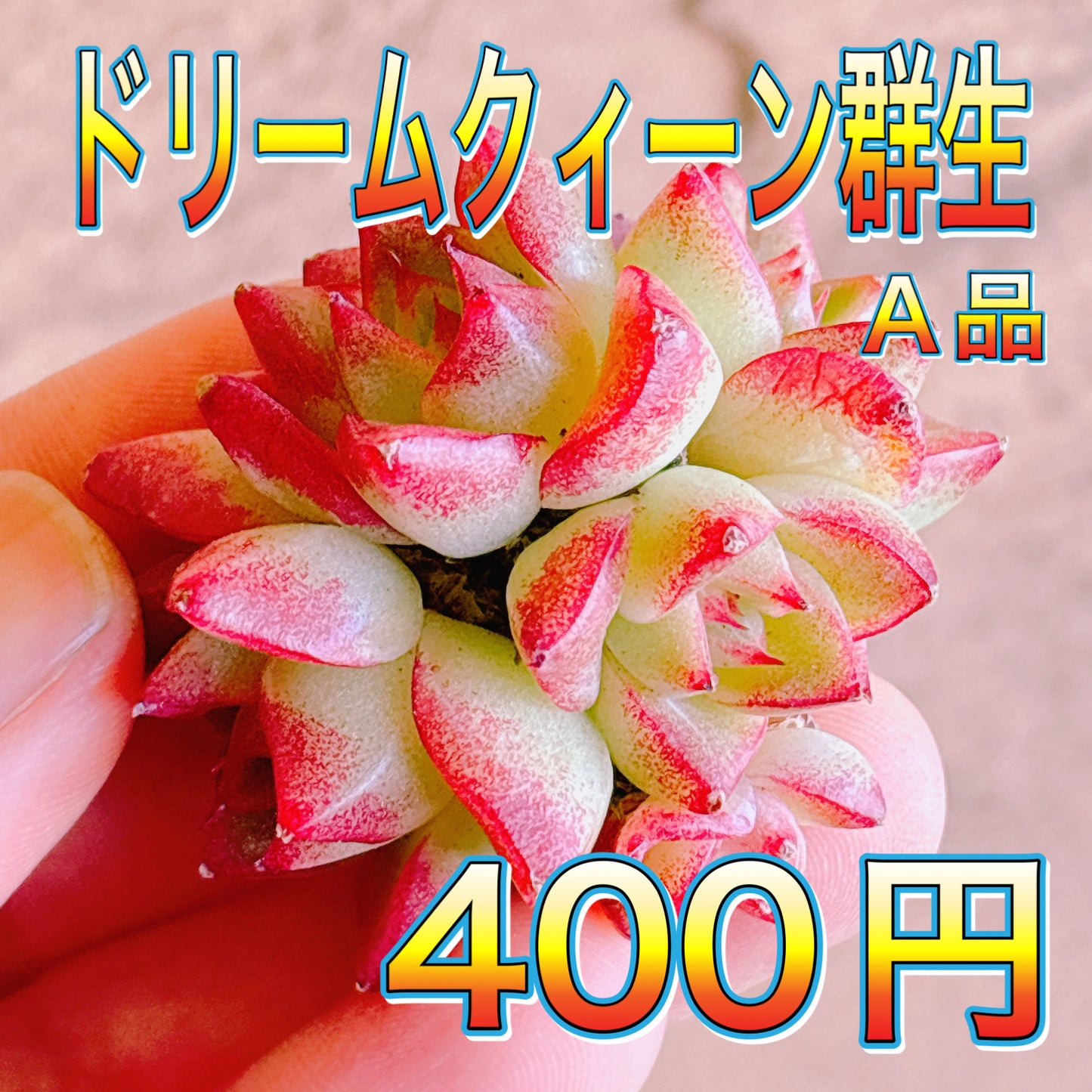 ドリームクィーン群生　A品　カット苗