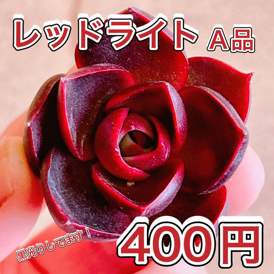 レッドライト　A品　カット苗