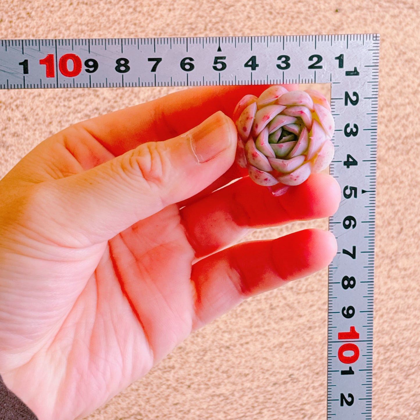 ストロベリーアイス　A品　カット苗