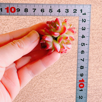 ドリームクィーン群生　A品　カット苗