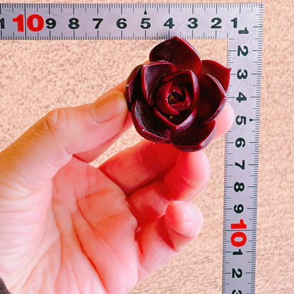 レッドライト　A品　カット苗