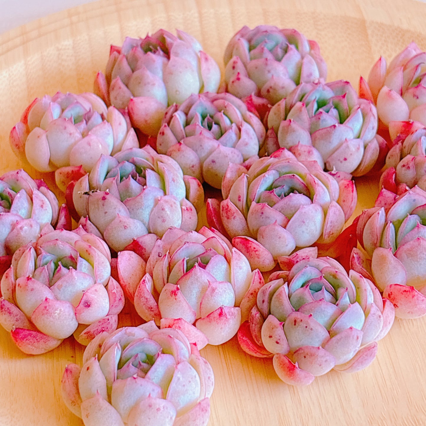 ストロベリーアイス　A品　カット苗