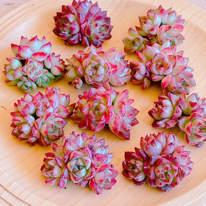 ドリームクィーン群生　A品　カット苗