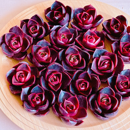 レッドライト　A品　カット苗