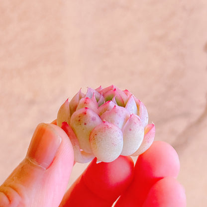 ストロベリーアイス　A品　カット苗