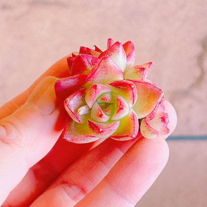 ドリームクィーン群生　A品　カット苗