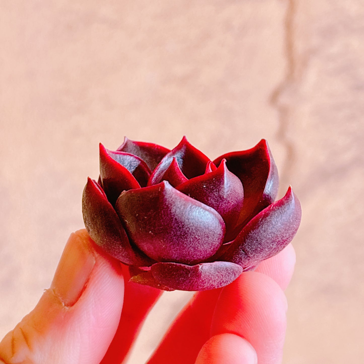 レッドライト　A品　カット苗