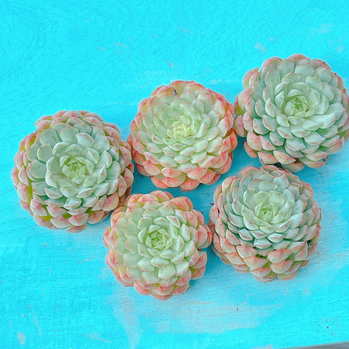 ボールオブファット 特級品 – Bull Succulent