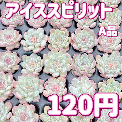 アイススピリット　A品　プラグ苗
