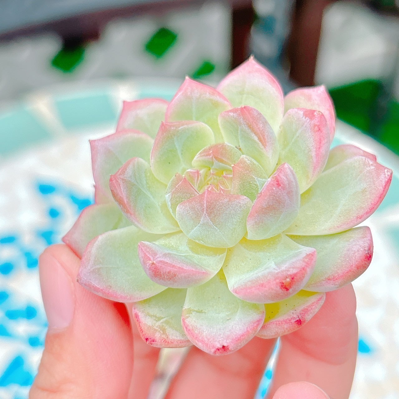 リリス　A品