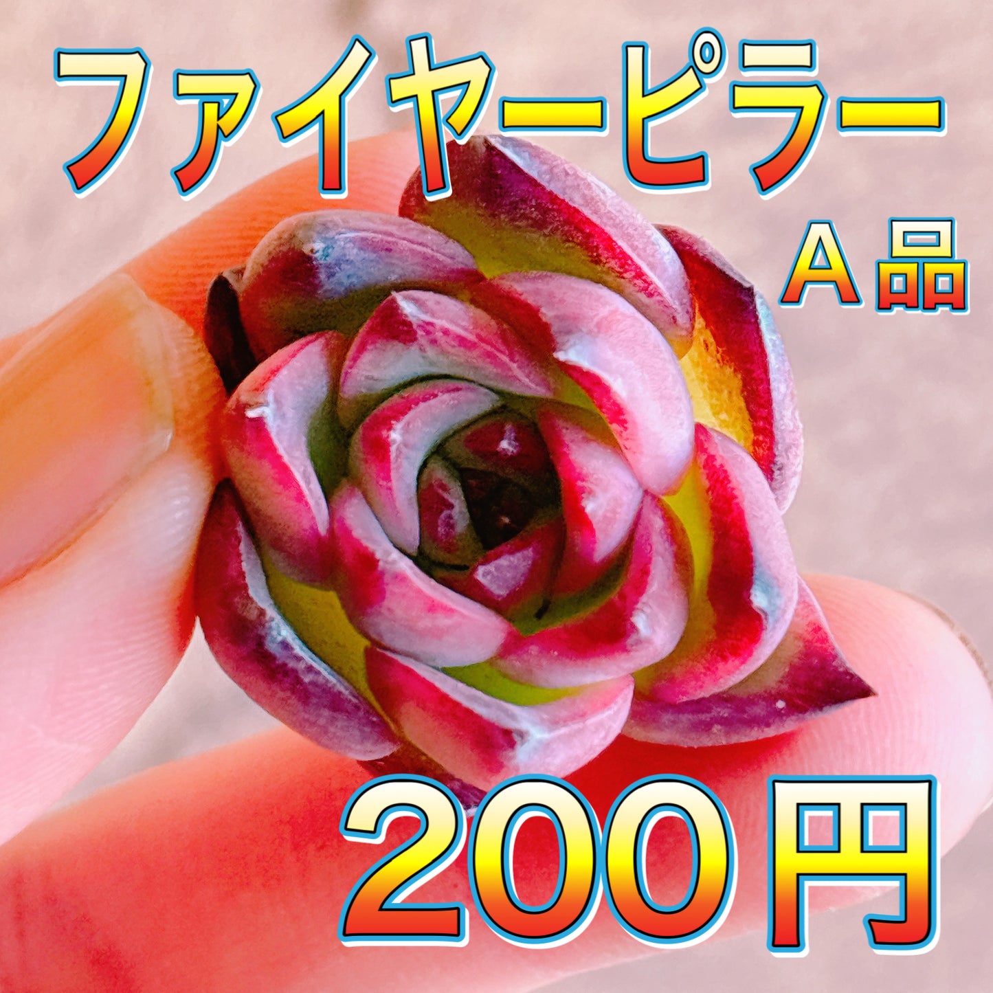 ファイヤーピラー　A品　カット苗