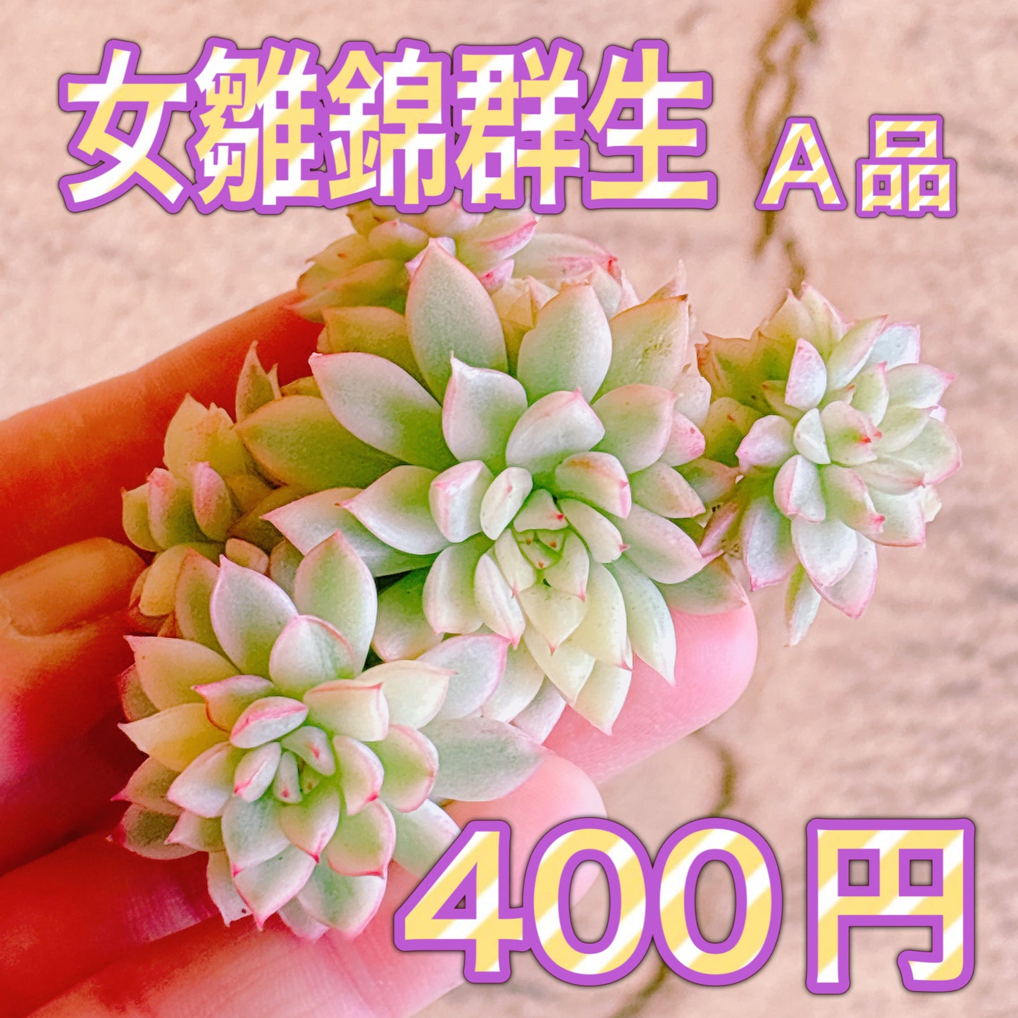 女雛錦群生　A品　カット苗