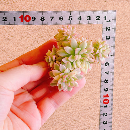 女雛錦群生　A品　カット苗