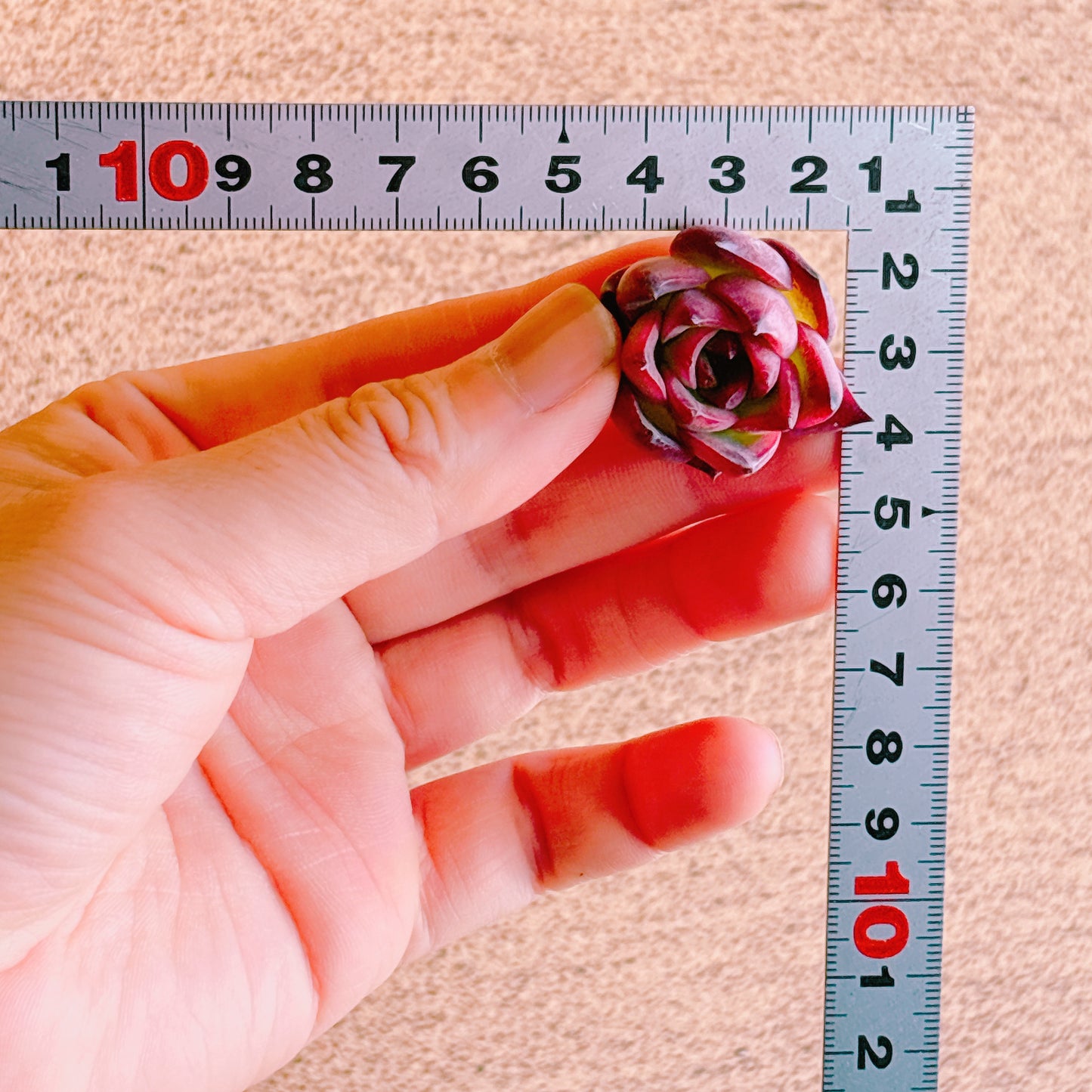 ファイヤーピラー　A品　カット苗