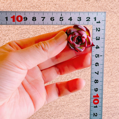 ファイヤーピラー　A品　カット苗