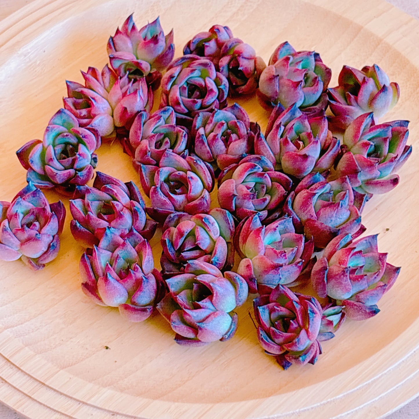 ファイヤーピラー　A品　カット苗