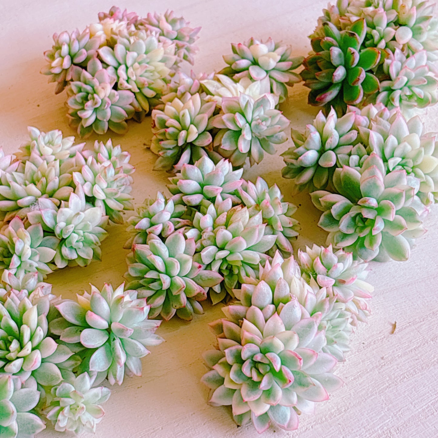 女雛錦群生　A品　カット苗