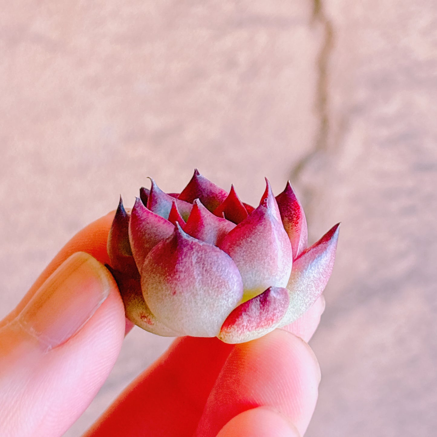 ファイヤーピラー　A品　カット苗