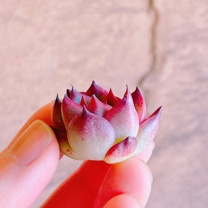 ファイヤーピラー　A品　カット苗