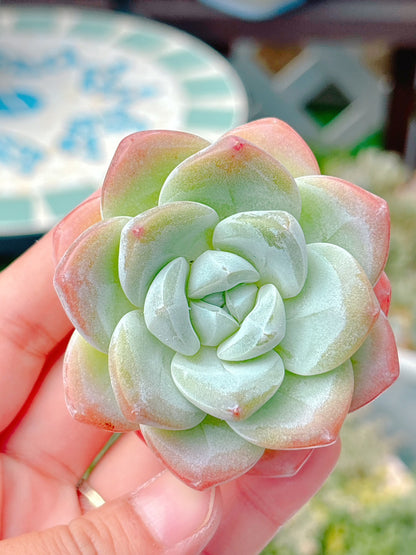 アイスグリーン　特級品