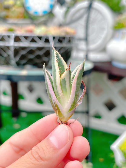 暴牙錦　A品