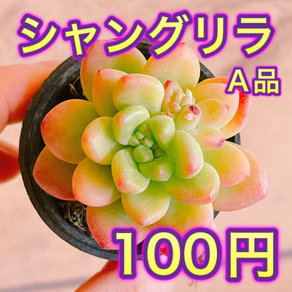 シャングリラ　A品　根付き苗