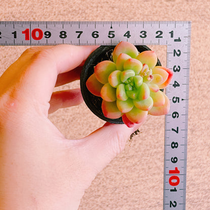 シャングリラ　A品　根付き苗