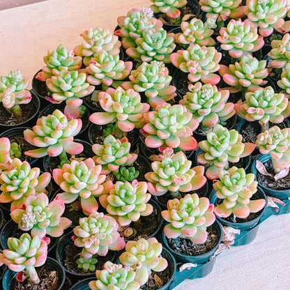 シャングリラ　A品　根付き苗