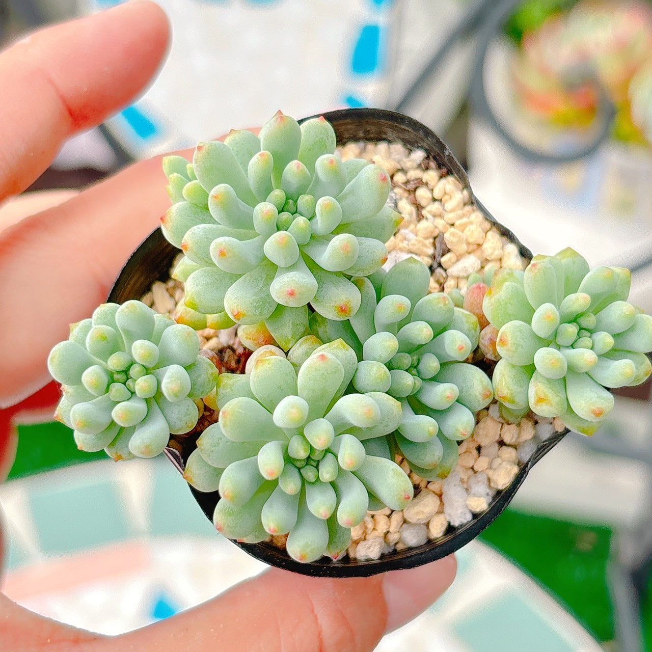 花火　A品　048