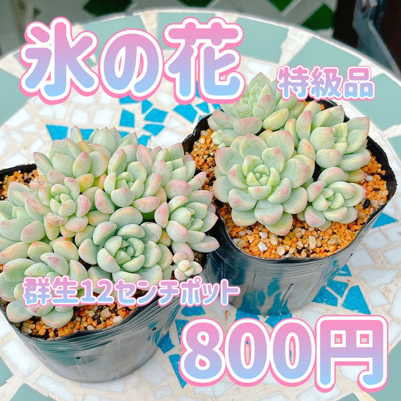 氷の花　特級品　