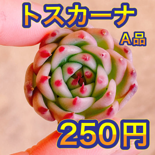 トスカーナ　A品　カット苗