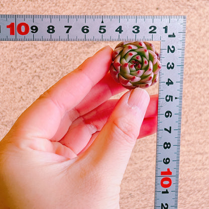 トスカーナ　A品　カット苗