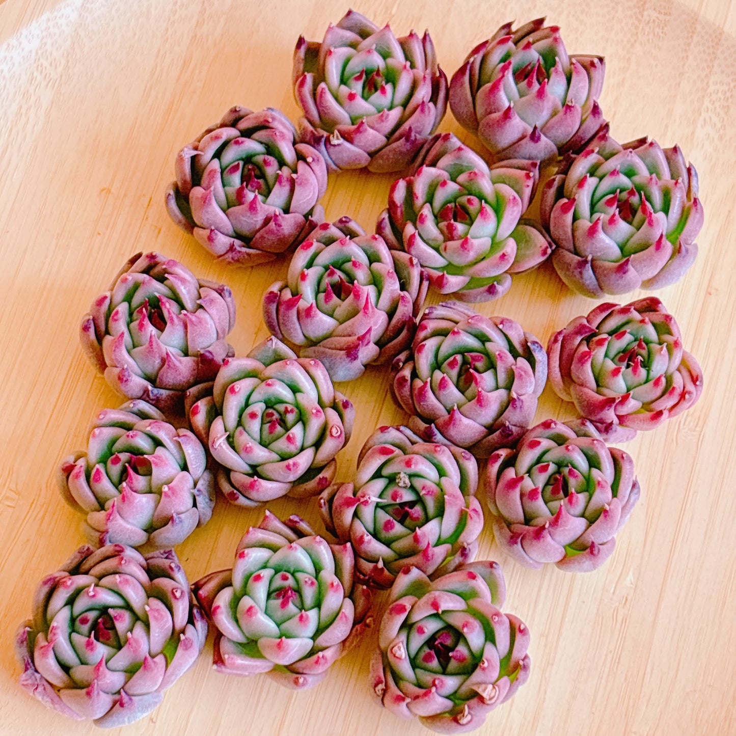 トスカーナ　A品　カット苗