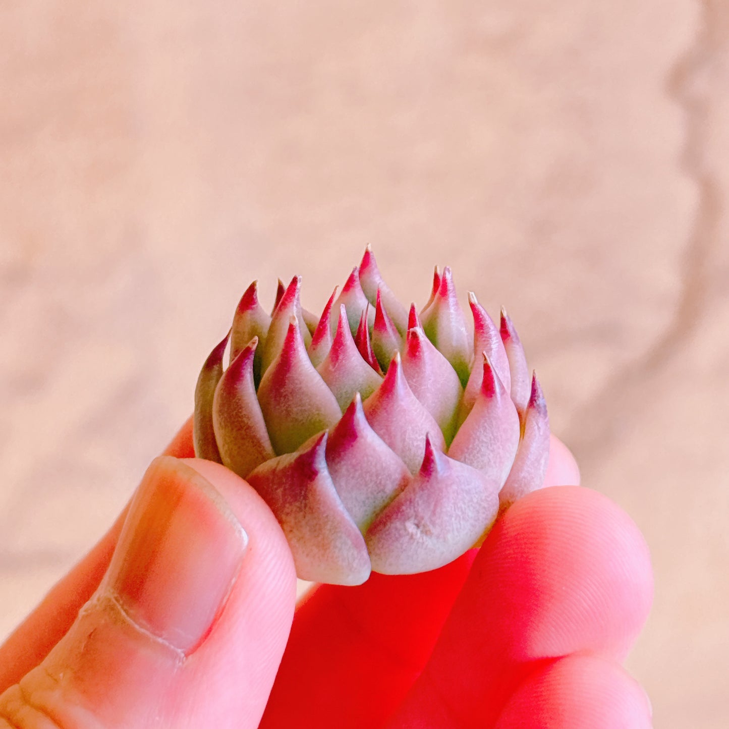 トスカーナ　A品　カット苗