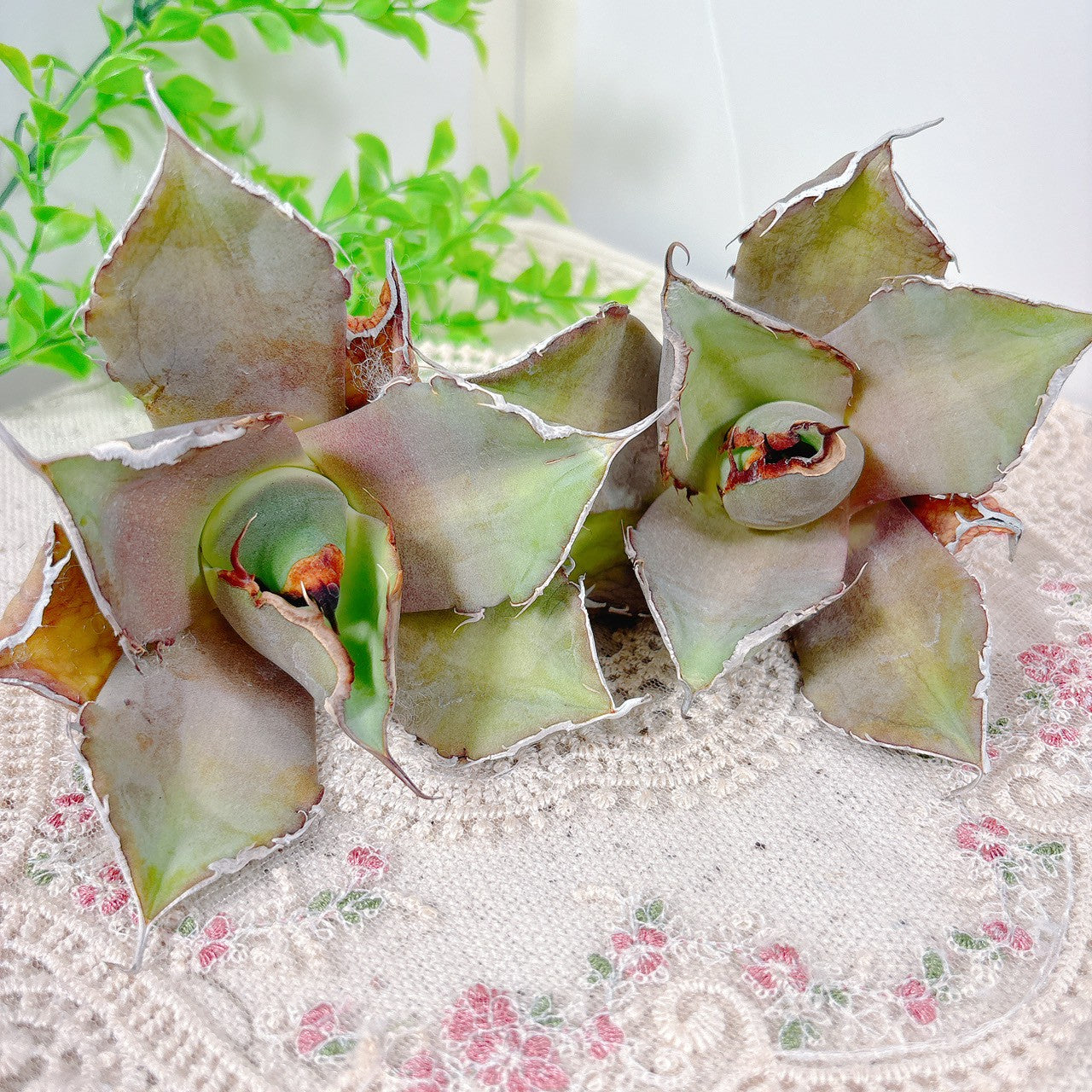 アガベ – Bull Succulent
