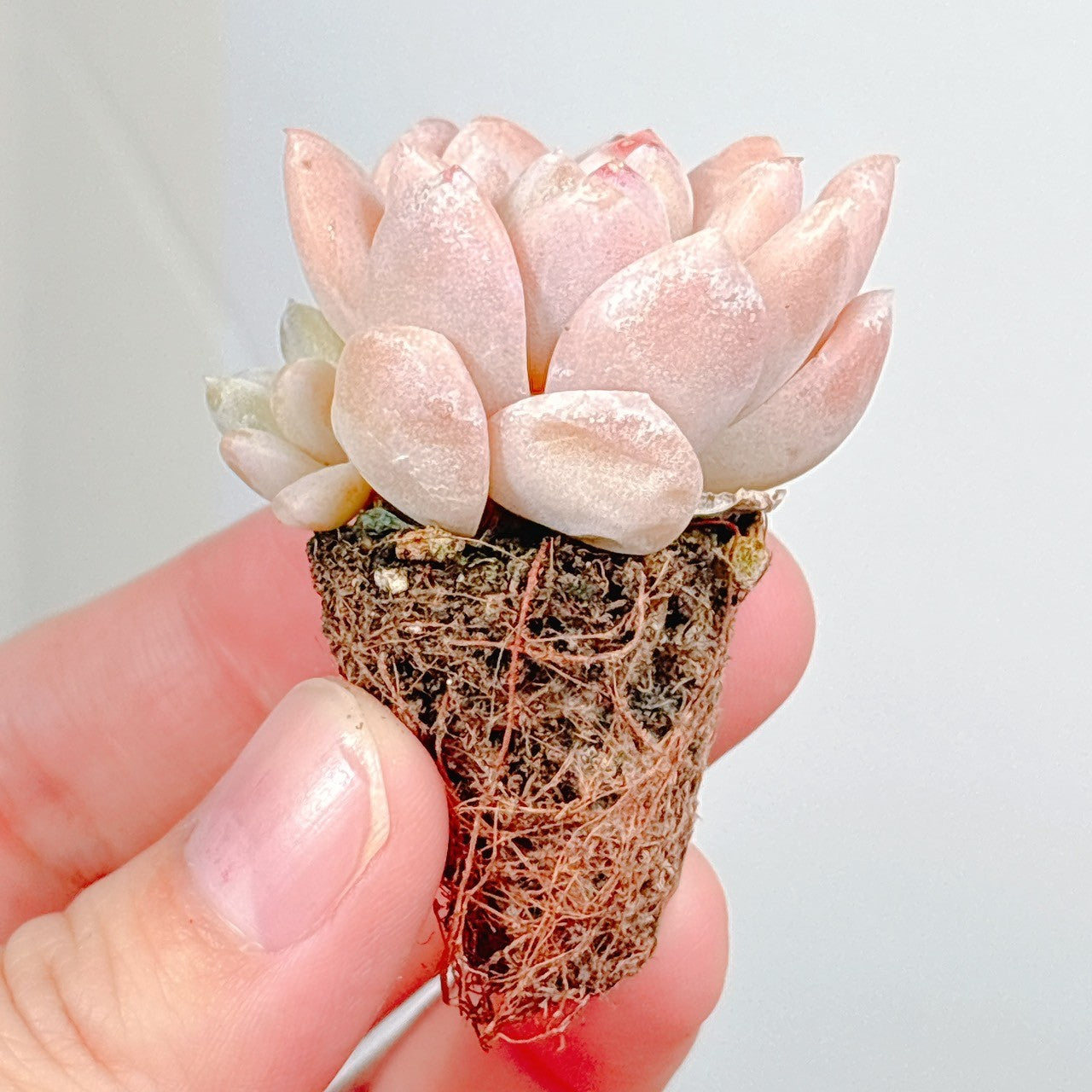 ジェイドリング A品 プラグ苗 – Bull Succulent
