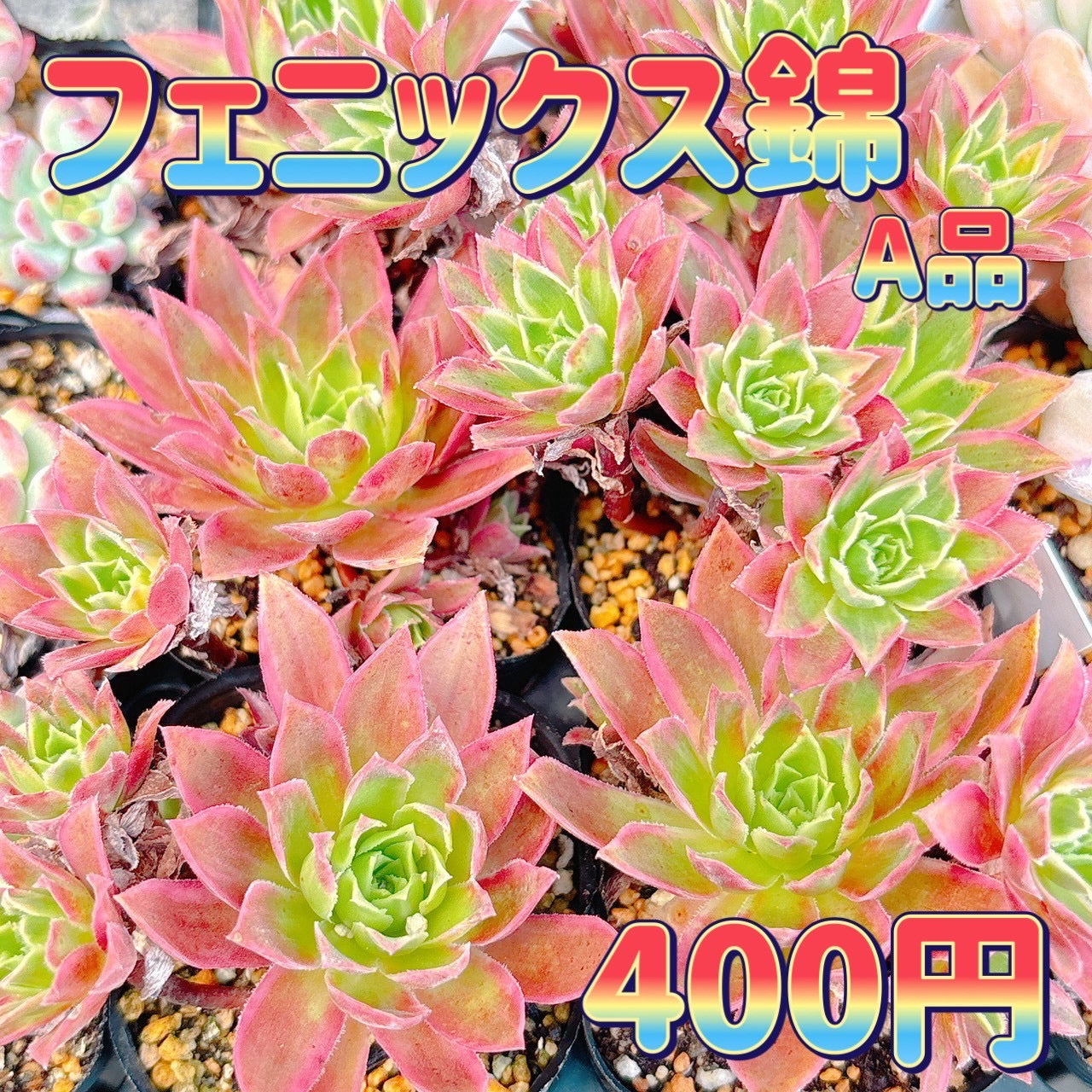 フェニックス錦　A品