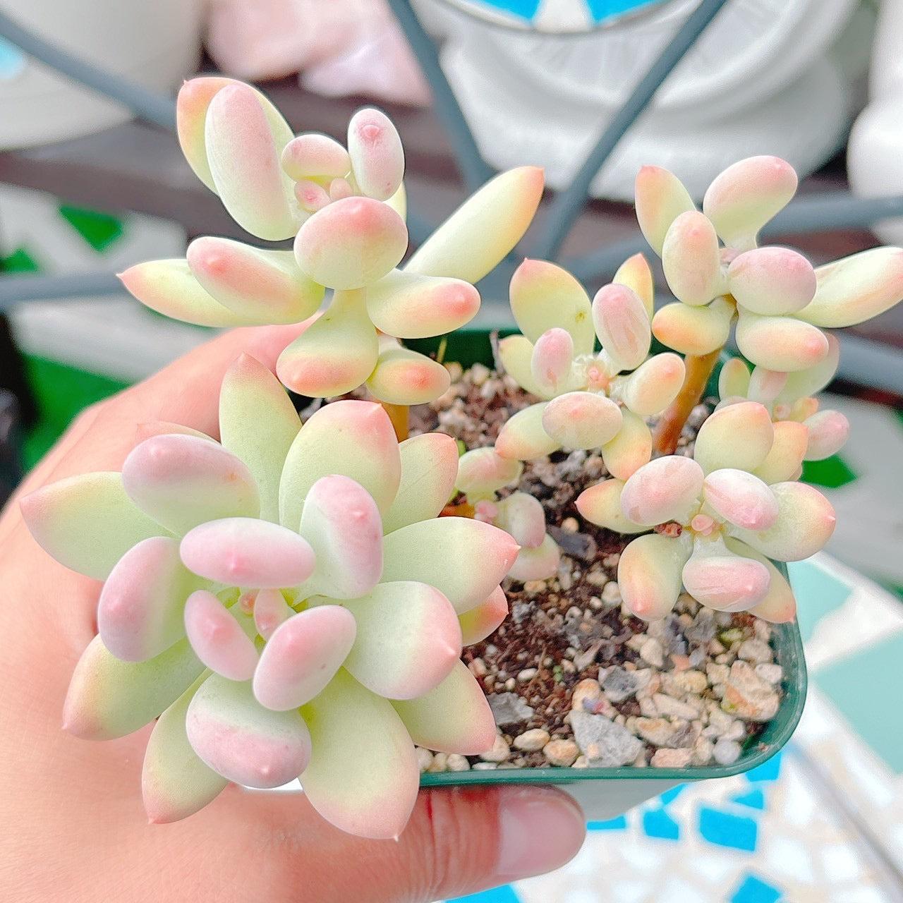 桃美人　特級品　07