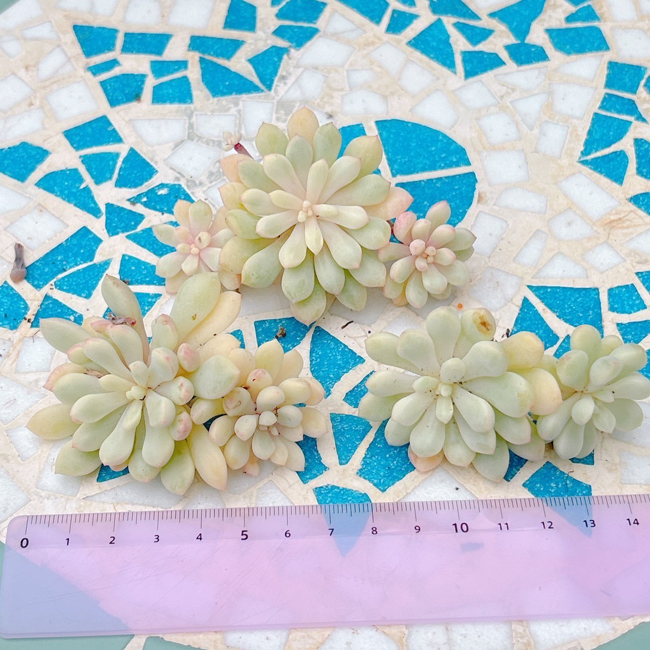 萌豆錦　A品　