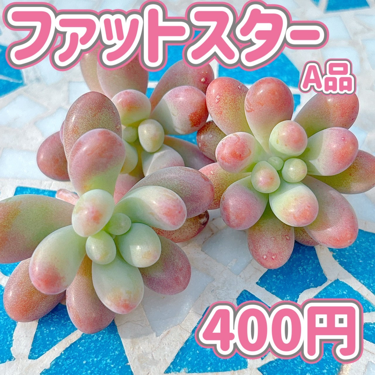 ファットスター　A品