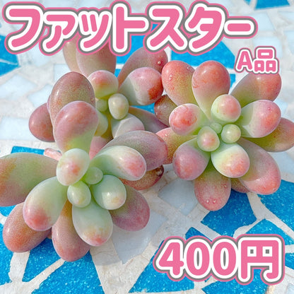 ファットスター　A品
