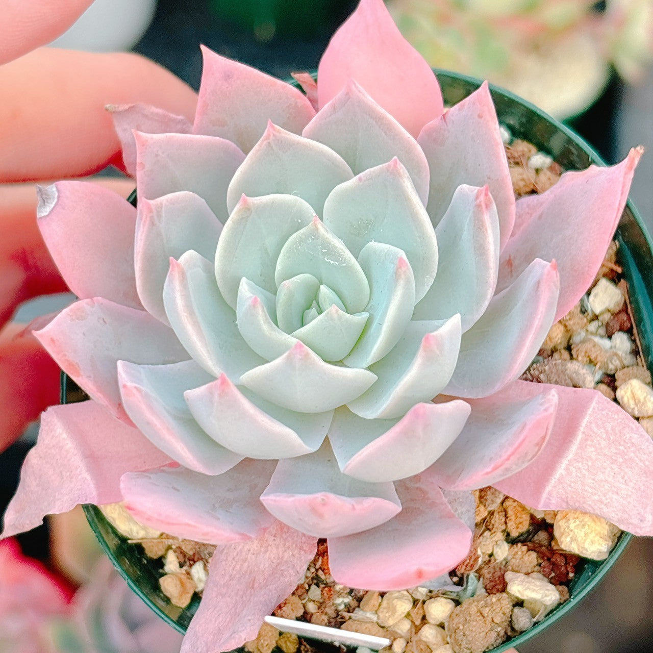 八重多肉植物。ジェニュインシェル。 ジェニファー 特級品 29 – Bull Succulent